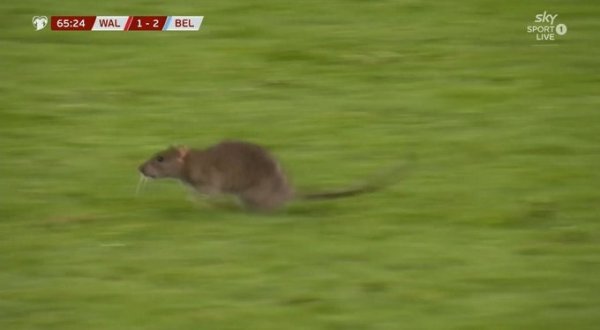 垒富优配 防不住鼠鼠！老鼠闯入球场 库尔图瓦想抓住但未得手